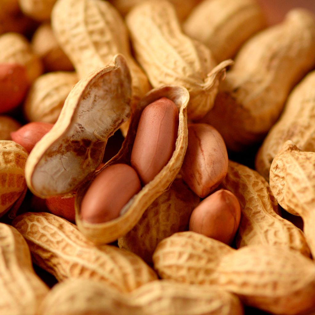 Peanut Seeds x 20 - Arachis hypogaea