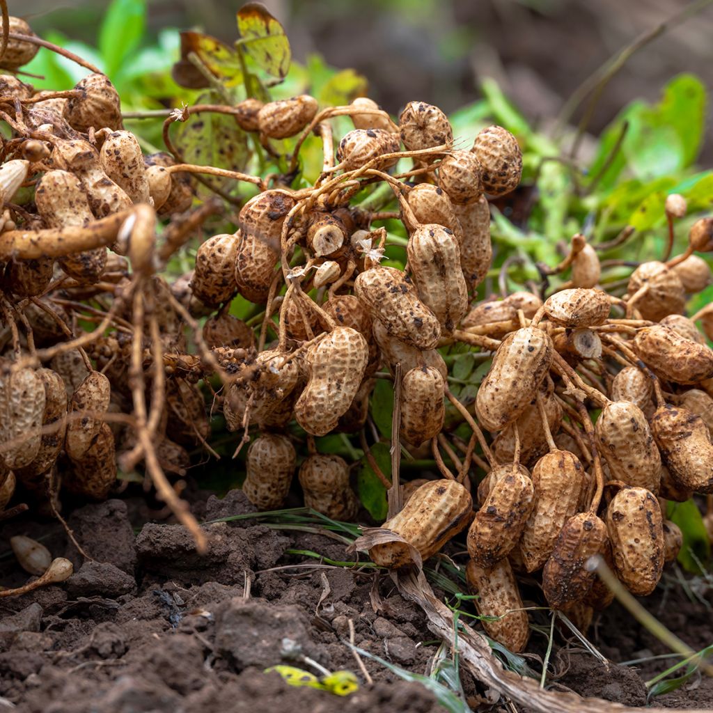 Peanut Seeds x 20 - Arachis hypogaea