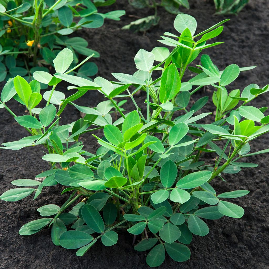 Peanut Seeds x 20 - Arachis hypogaea