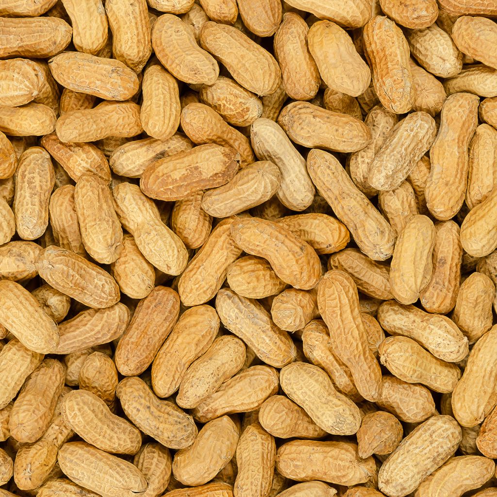Peanut Seeds x 20 - Arachis hypogaea