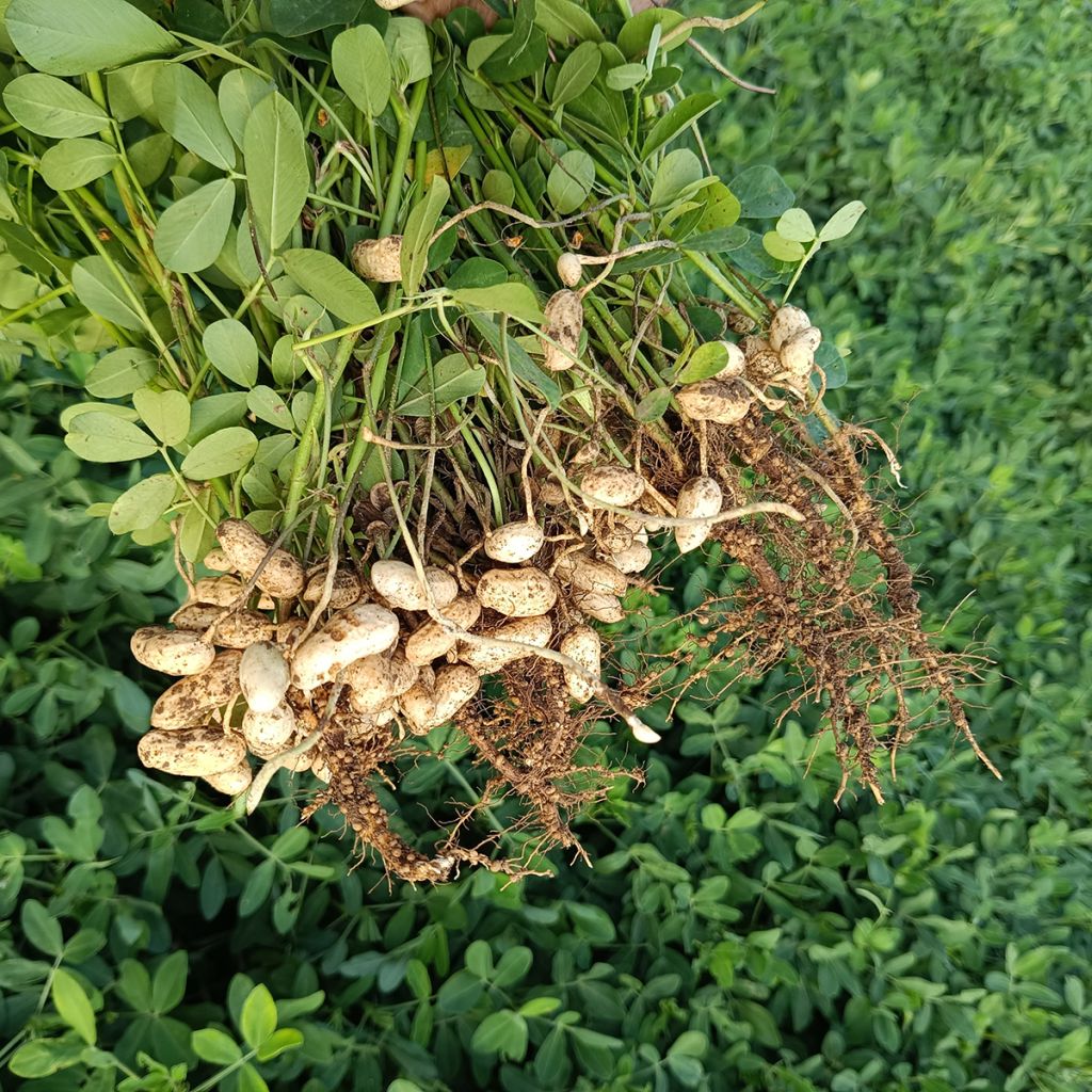 Peanut Seeds x 20 - Arachis hypogaea