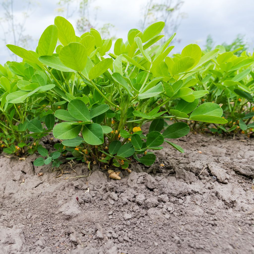 Peanut Seeds x 20 - Arachis hypogaea