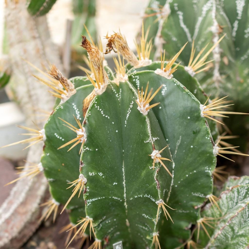 Astrophytum ornatum - Cactus estrella