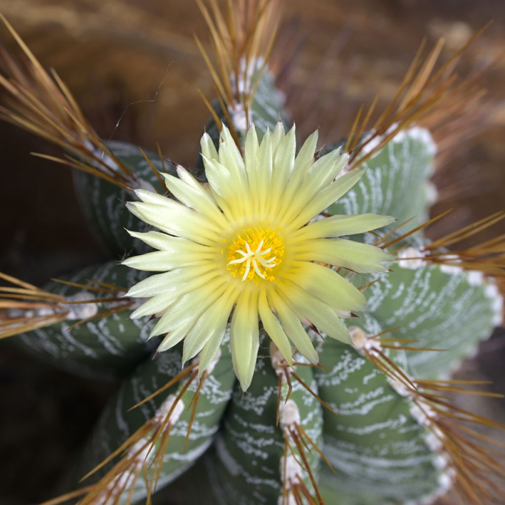 Astrophytum ornatum - Cactus estrella