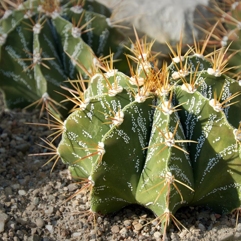 Astrophytum ornatum - Cactus estrella