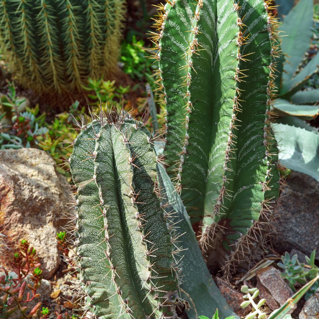 Astrophytum ornatum - Cactus estrella