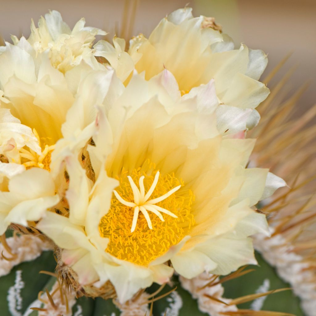 Astrophytum ornatum - Cactus estrella
