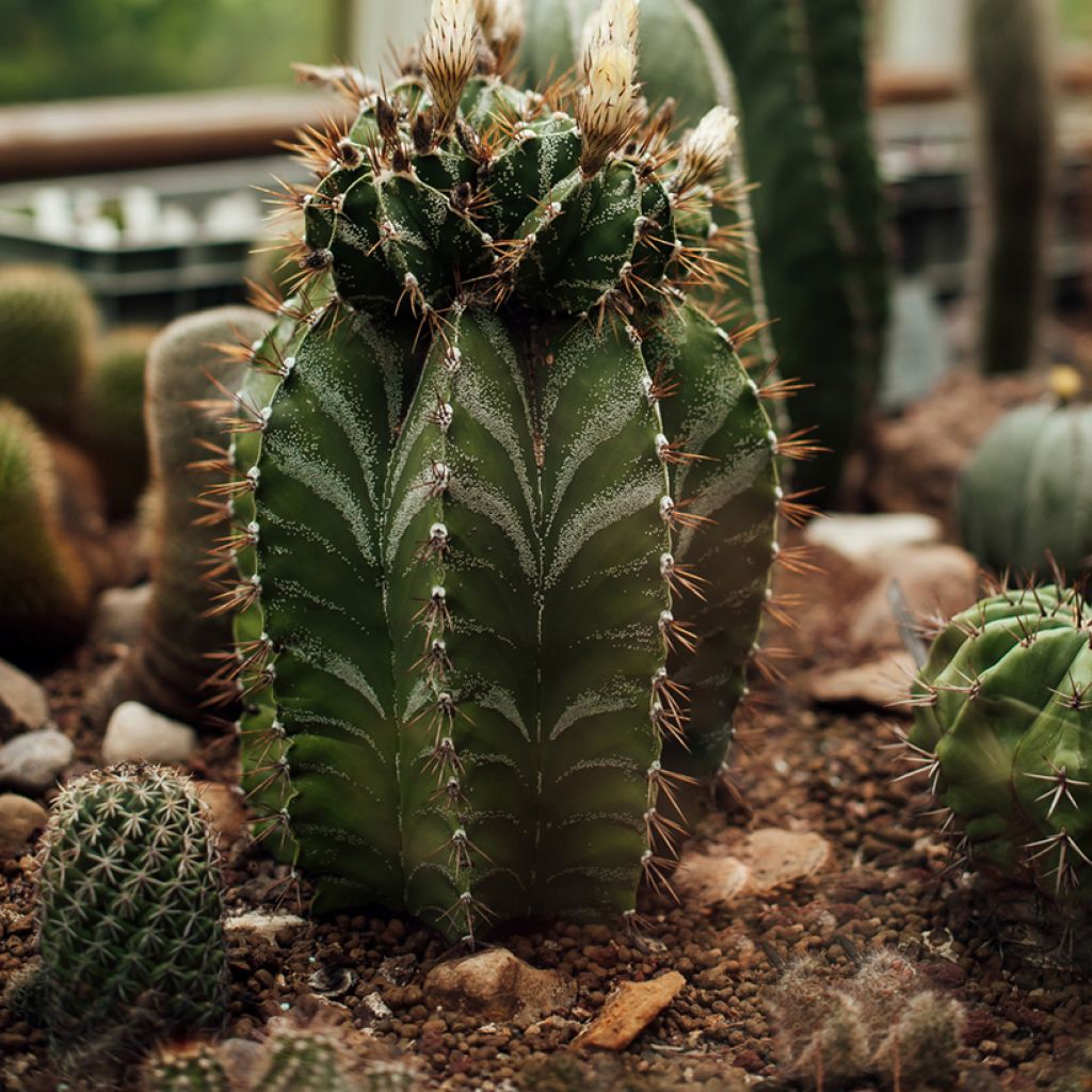 Astrophytum ornatum - Cactus estrella