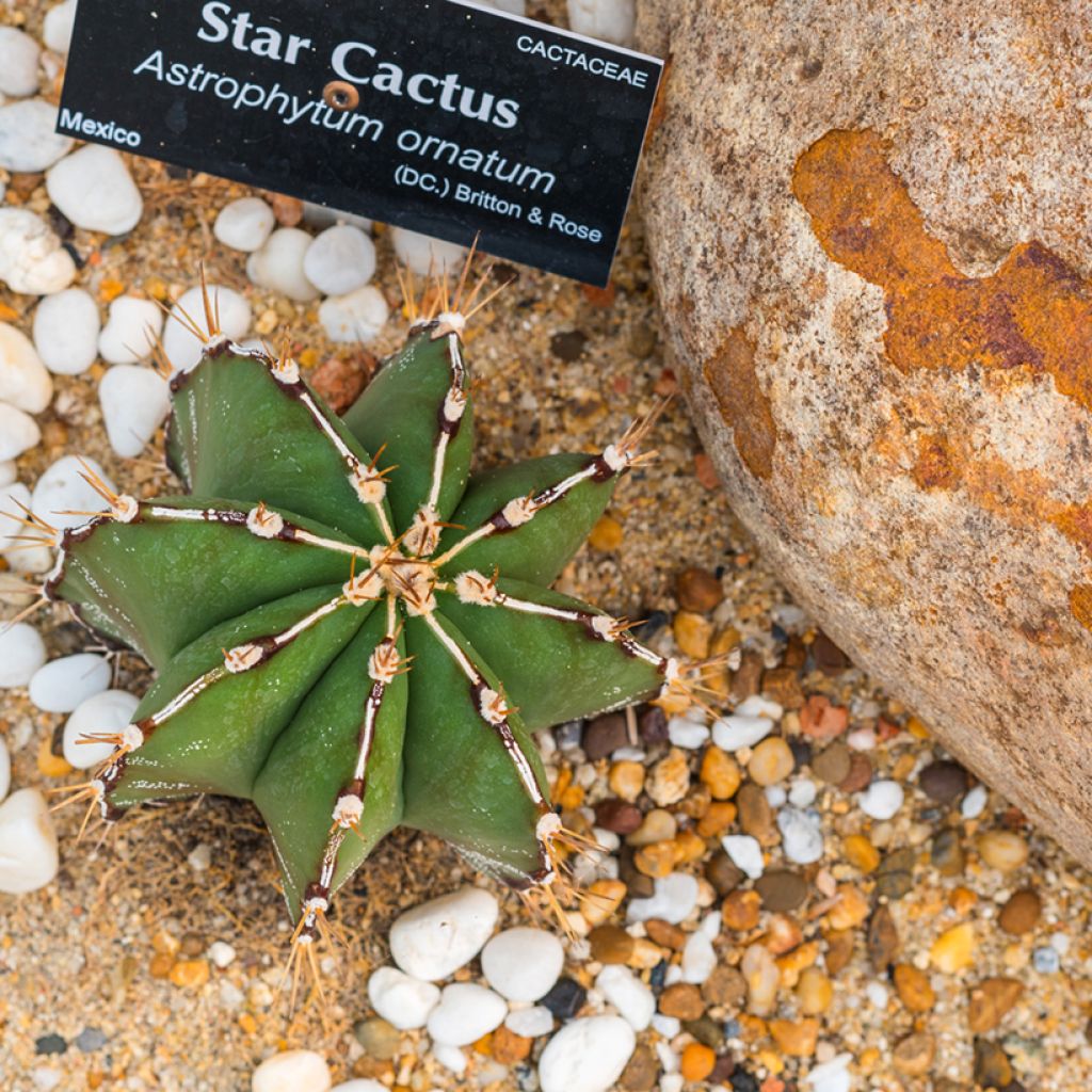 Astrophytum ornatum - Cactus estrella