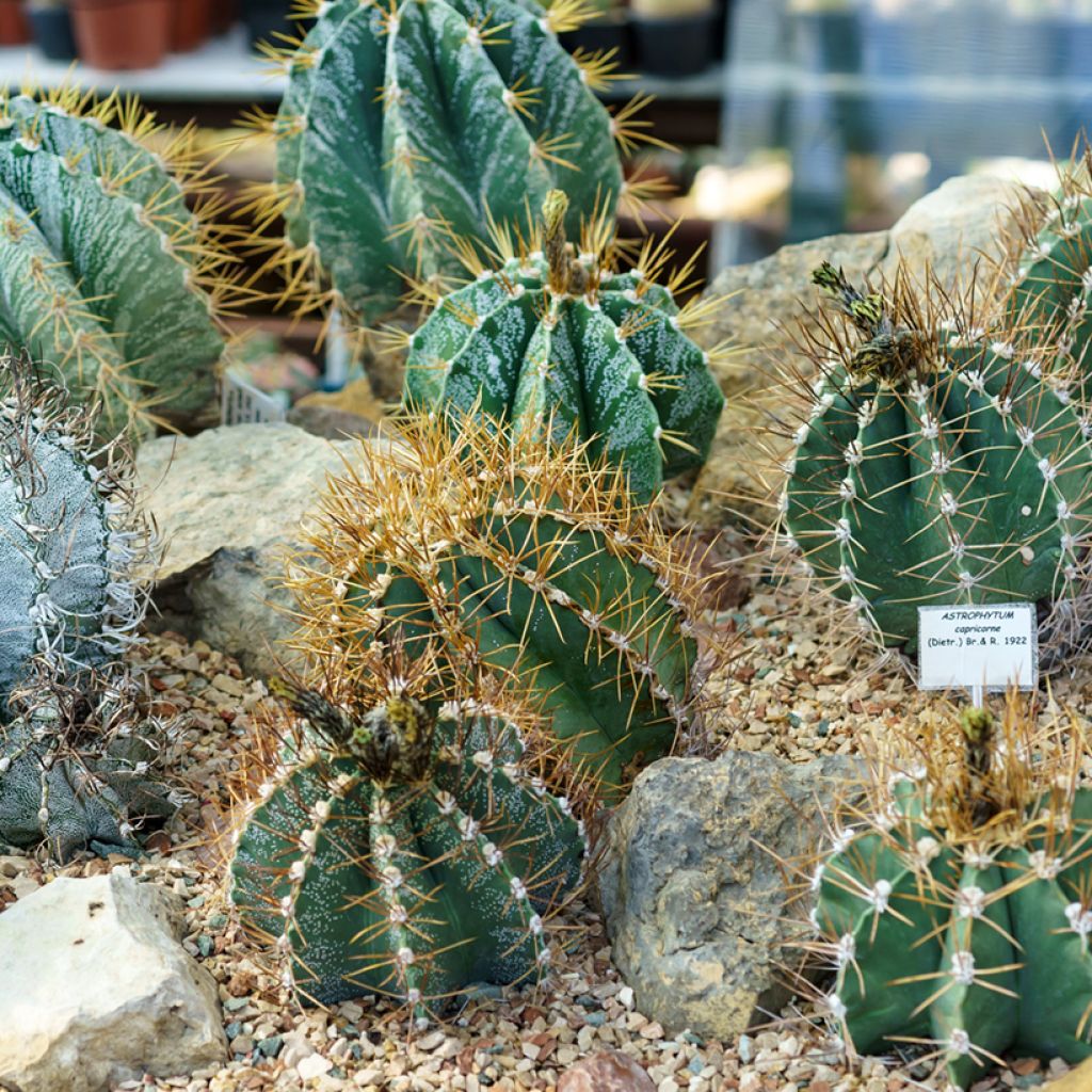 Astrophytum ornatum - Cactus estrella