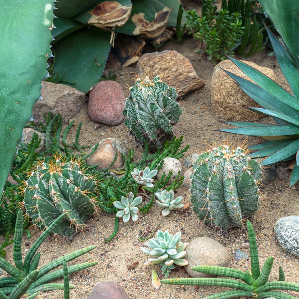 Astrophytum ornatum - Cactus estrella