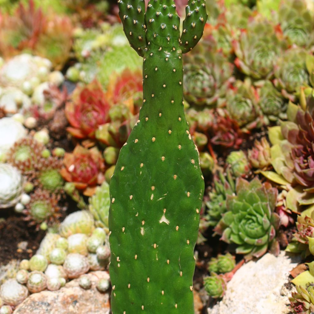 Road kill cactus - Consolea rubescens