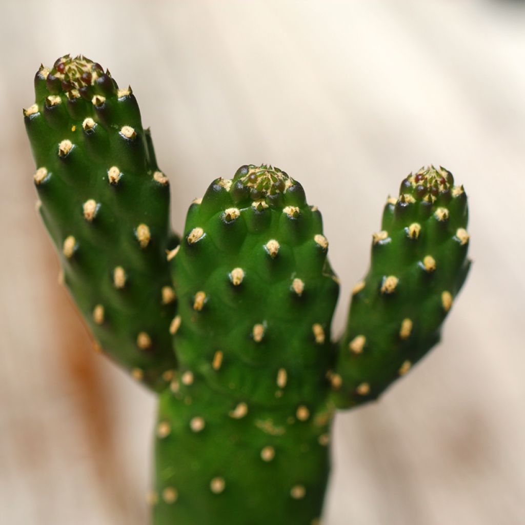 Road kill cactus - Consolea rubescens