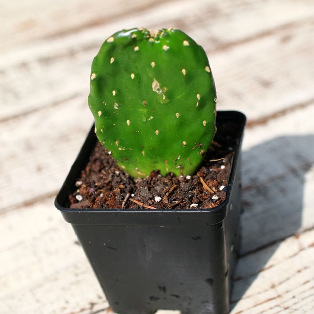 Road kill cactus - Consolea rubescens