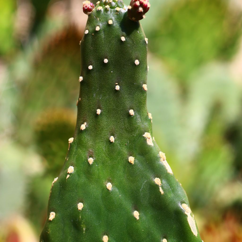 Road kill cactus - Consolea rubescens