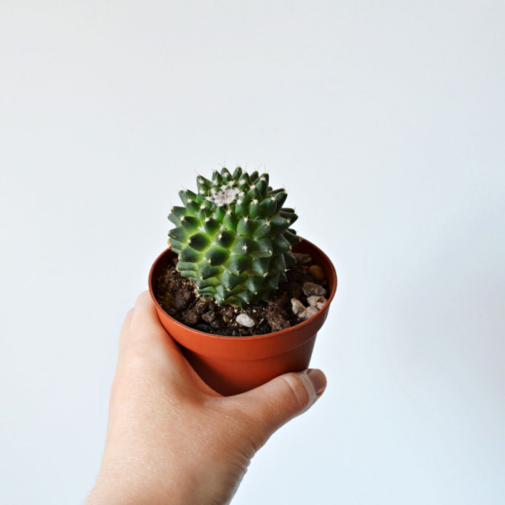 Mammillaria polythele Toluca - Cactus