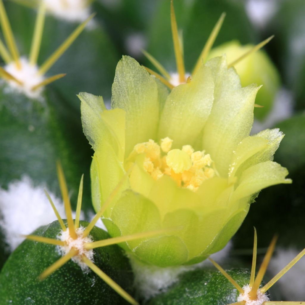 Mammillaria marksiana - Cactus