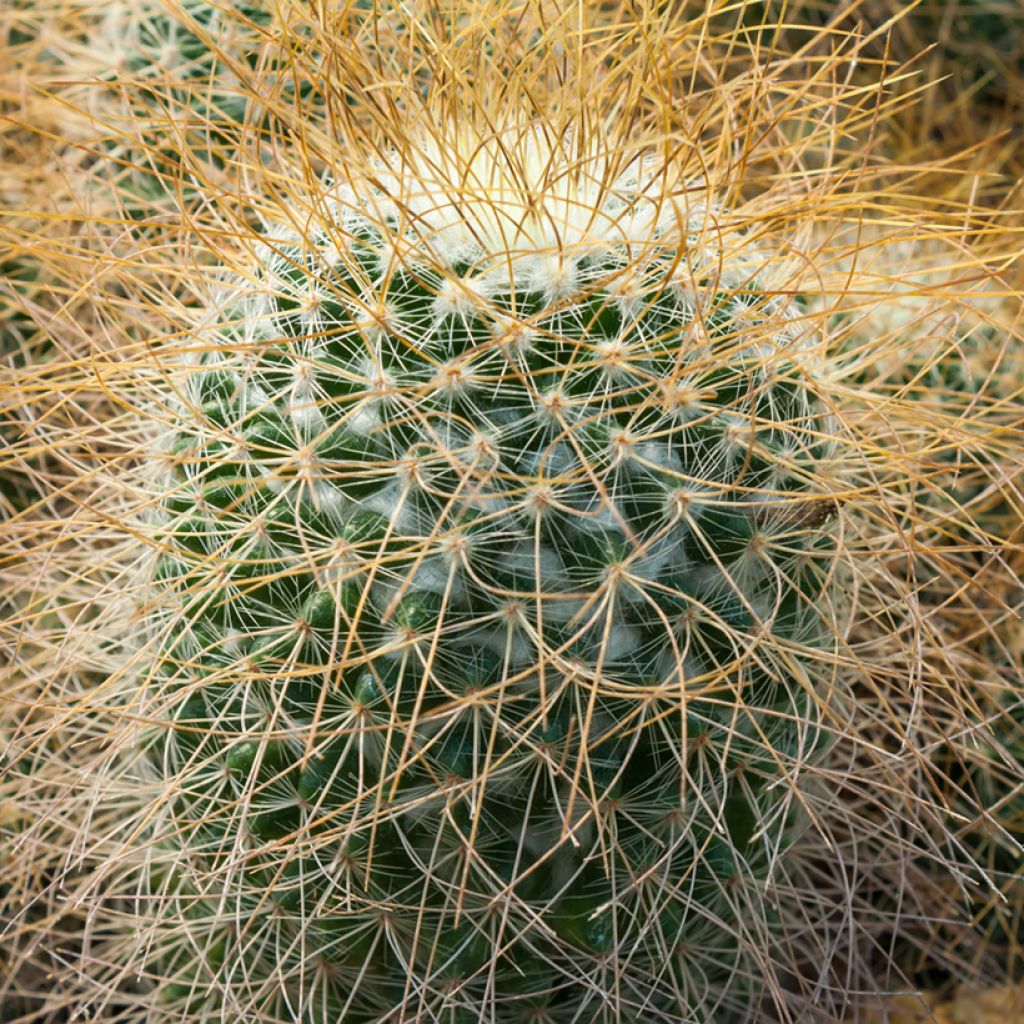 Mammillaria rhodantha subsp. pringlei - Rainbow pincushion