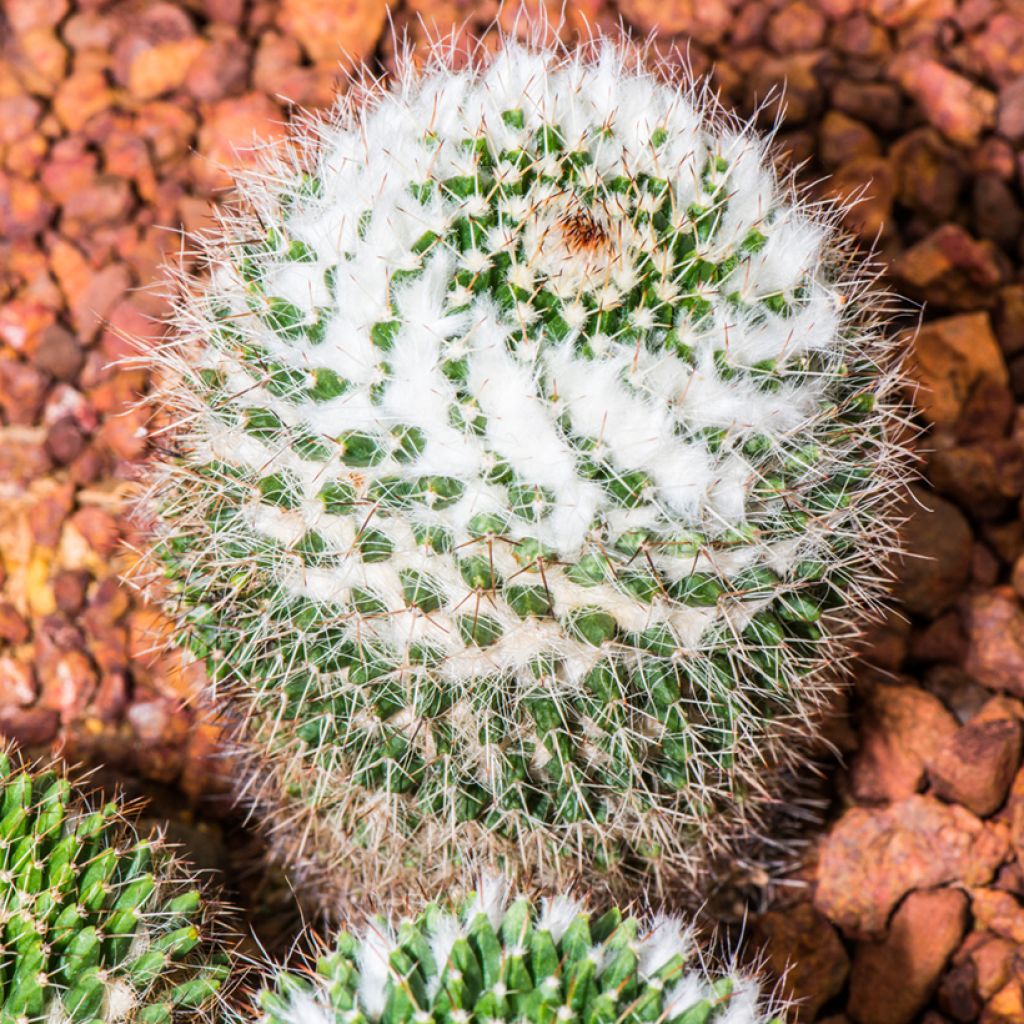 Mammillaria rhodantha subsp. pringlei - Rainbow pincushion