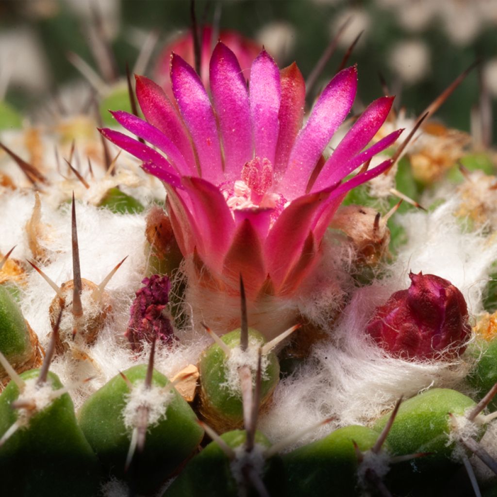 Mammillaria rhodantha subsp. pringlei - Rainbow pincushion