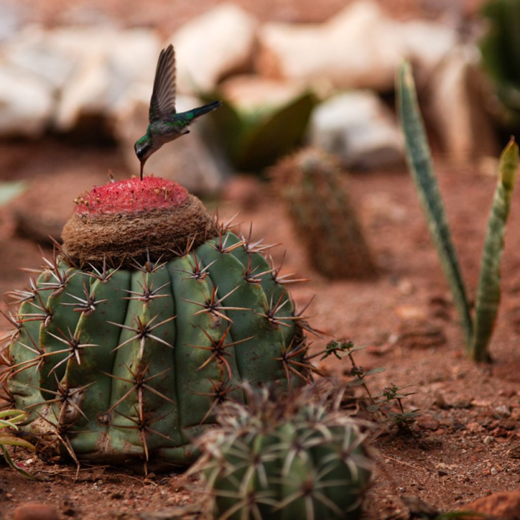 Melocactus bahiensis