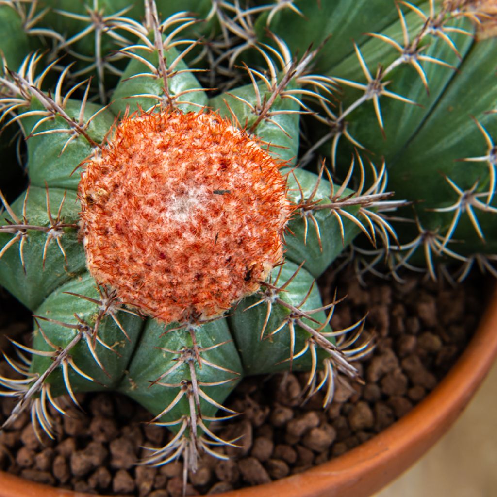Melocactus bahiensis