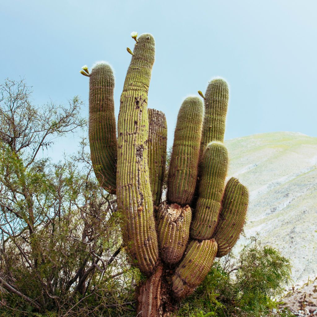 Pachycereus pringlei - Mexican giant cactus