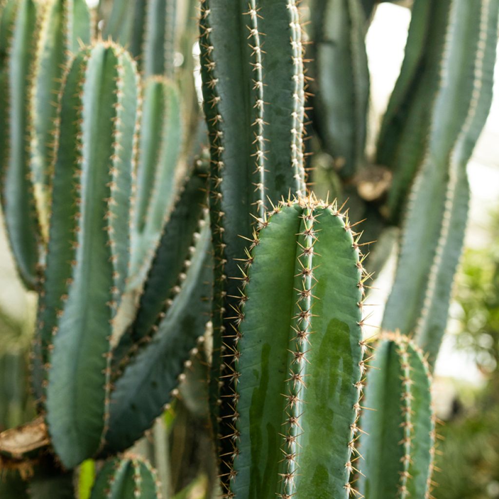 Pachycereus pringlei - Mexican giant cactus