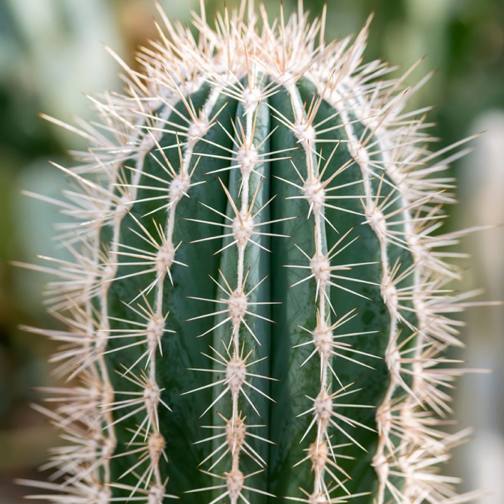 Pachycereus pringlei - Mexican giant cactus