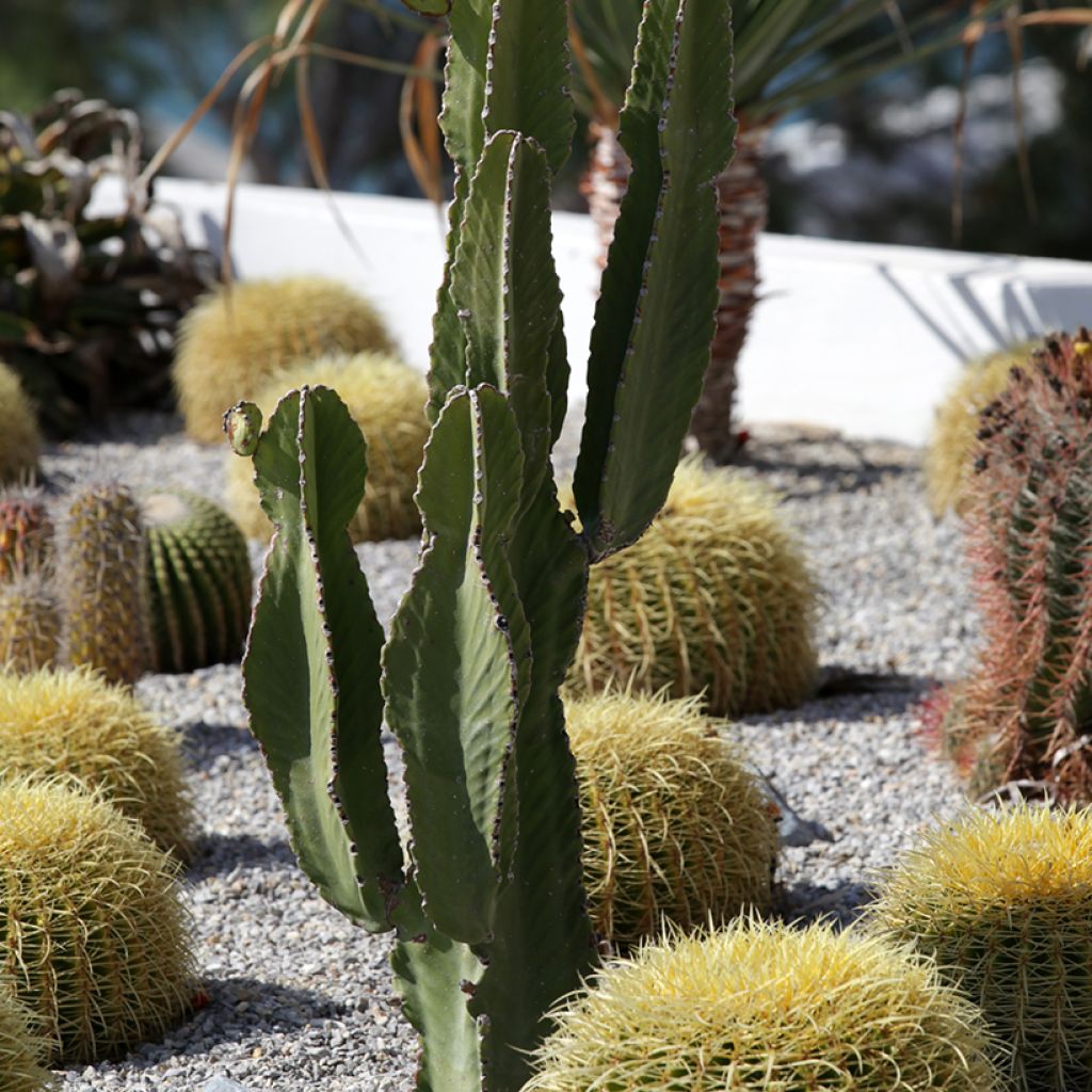 Pachycereus pringlei - Mexican giant cactus