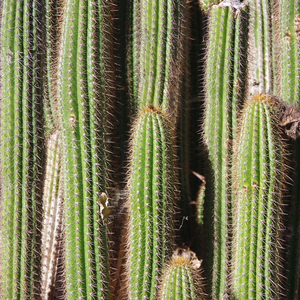 Pachycereus pringlei - Mexican giant cactus