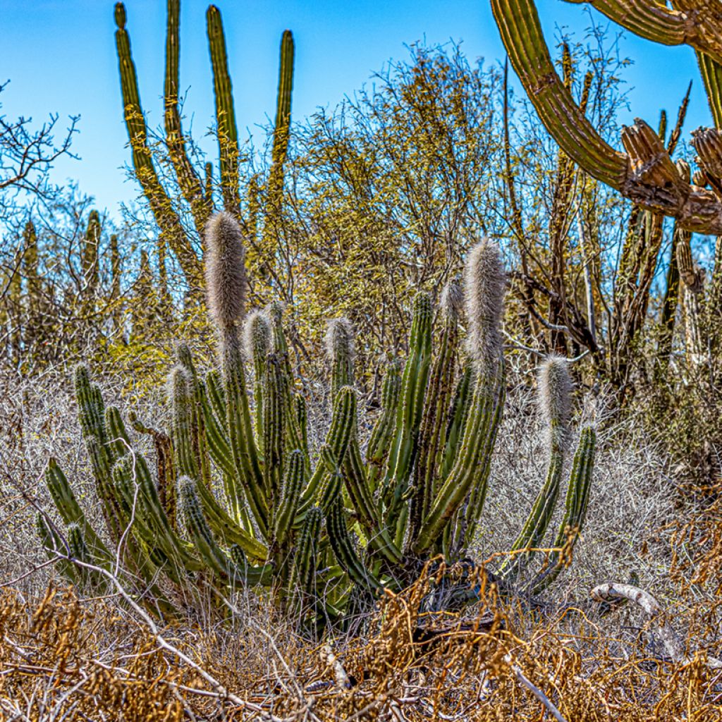 Pachycereus pringlei - Mexican giant cactus
