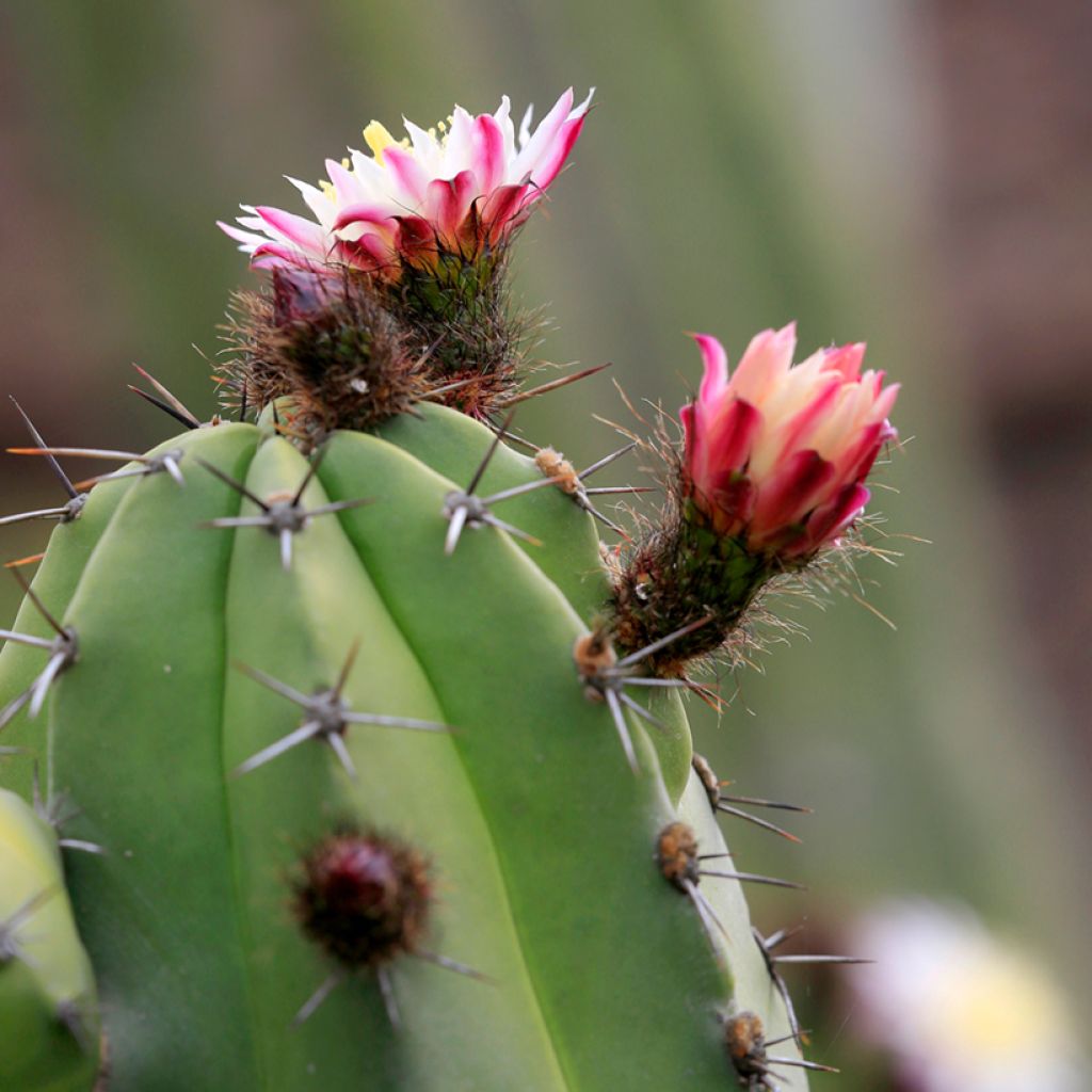 Polaskia chende - Cactus