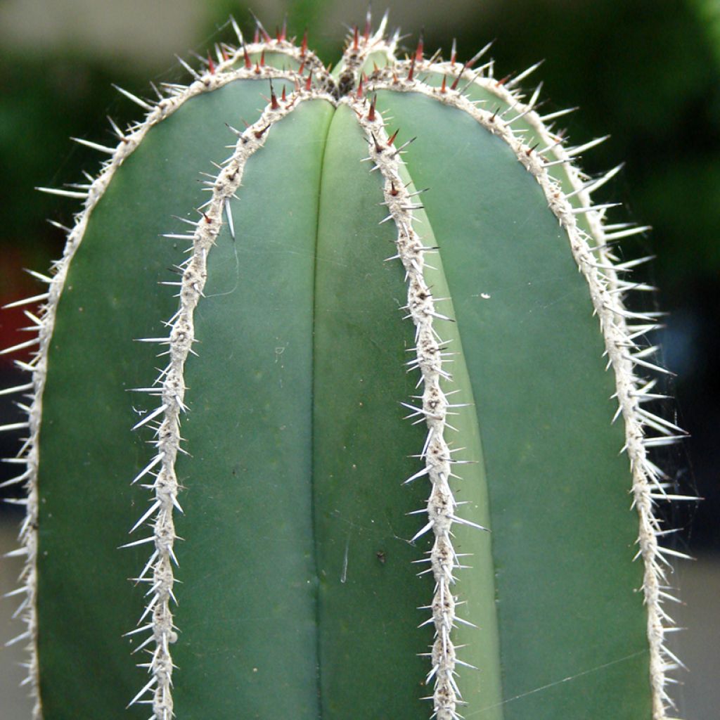 Stenocereus marginatus - Cactus
