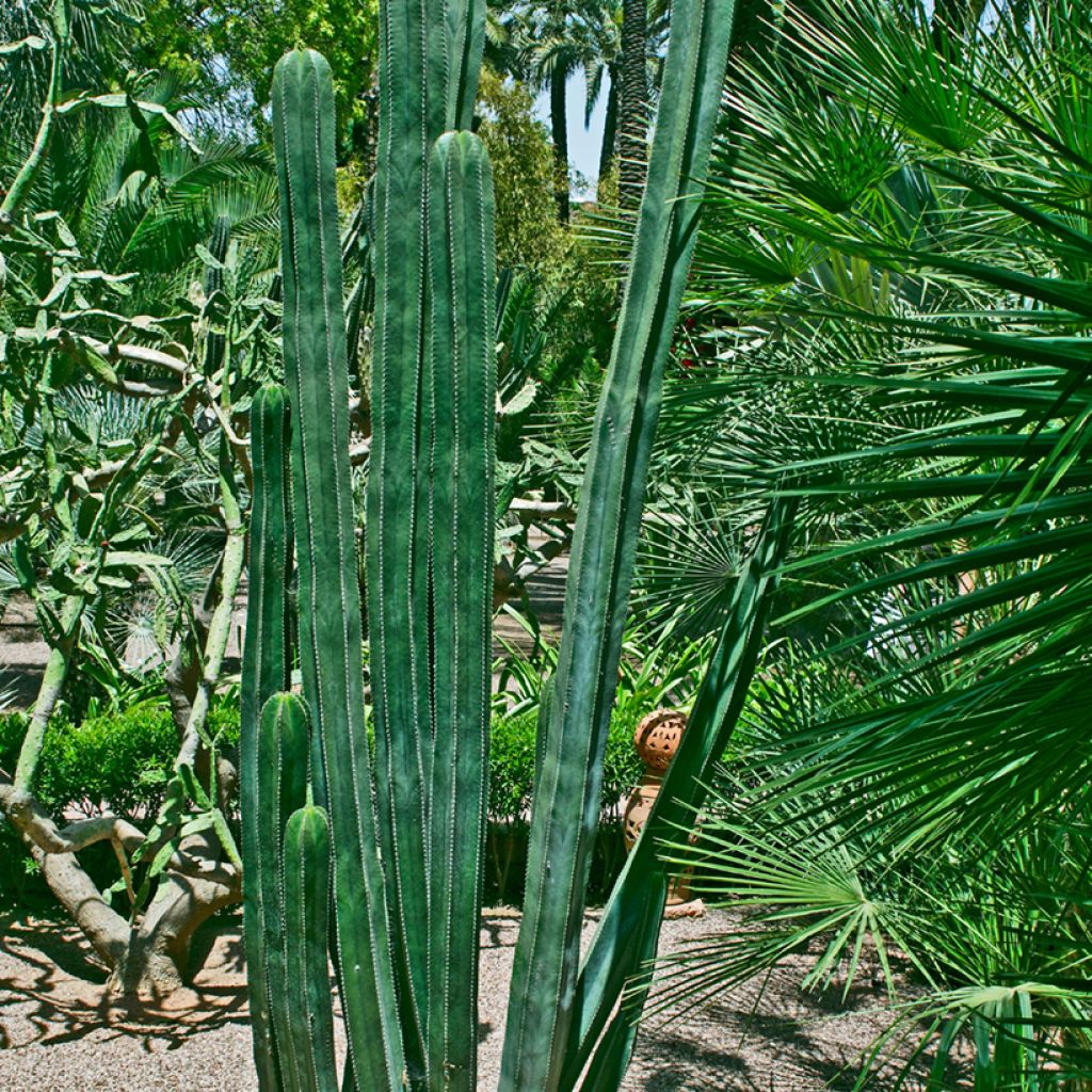 Stenocereus marginatus - Cactus
