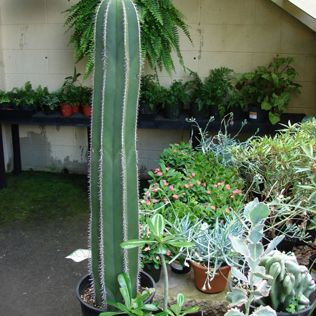 Stenocereus marginatus - Cactus