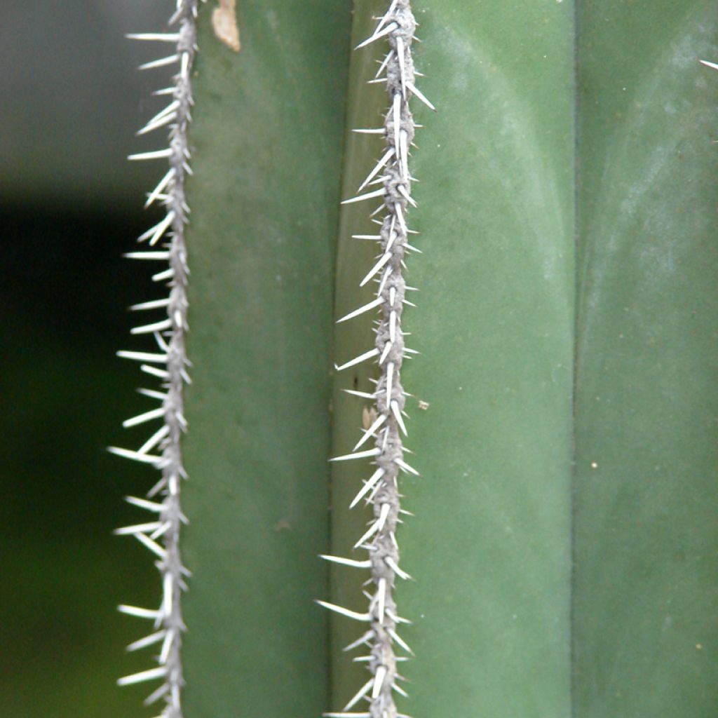 Stenocereus marginatus - Cactus