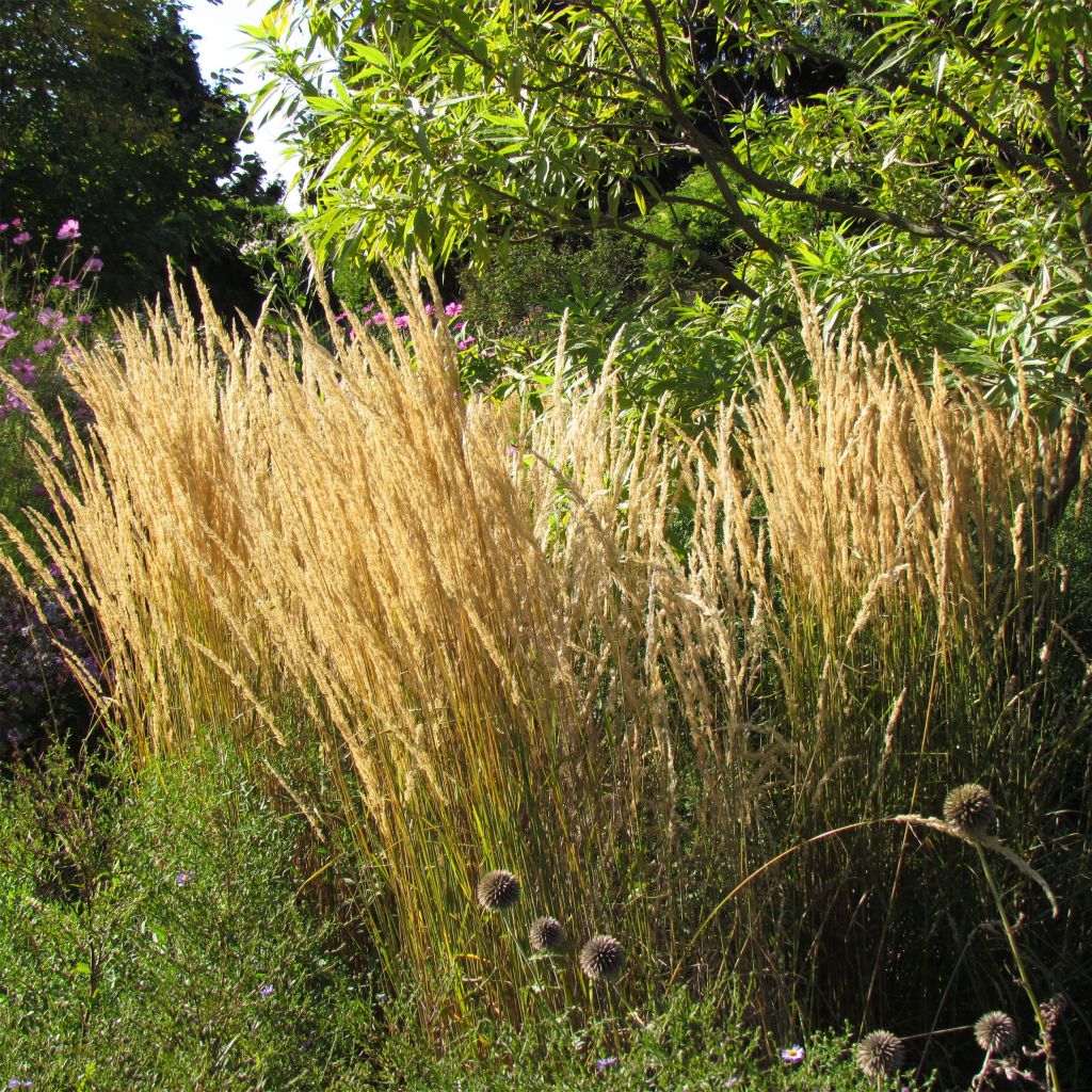 Calamagrostis acutiflora Karl Foerster