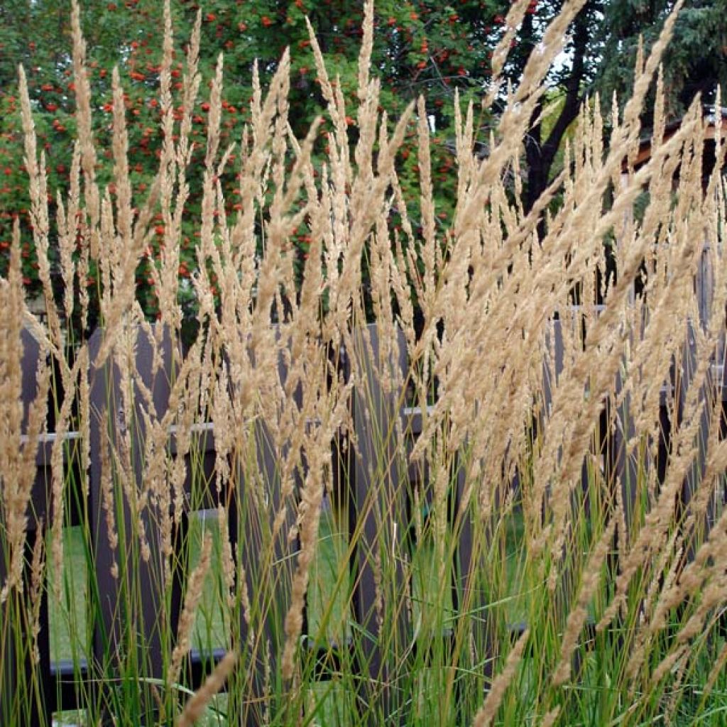 Calamagrostis acutiflora Karl Foerster