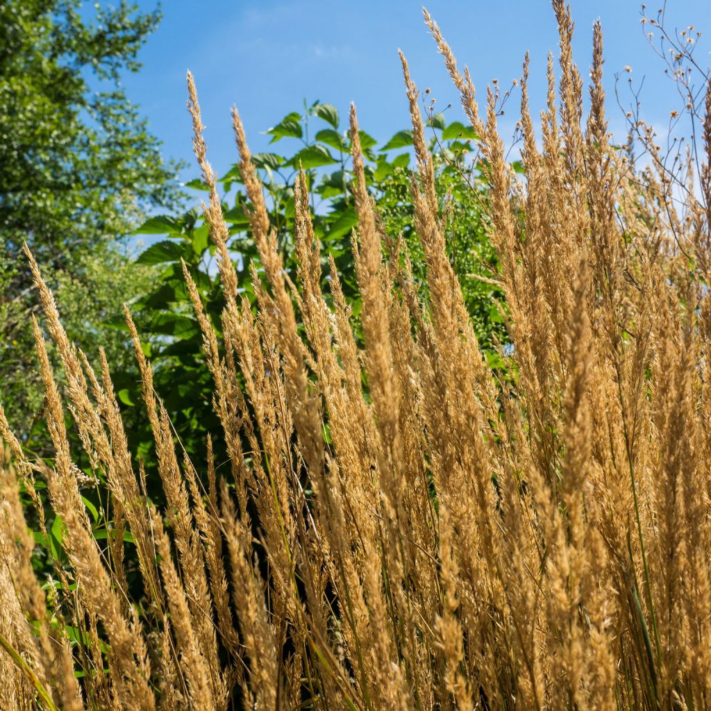 Calamagrostis acutiflora Overdam