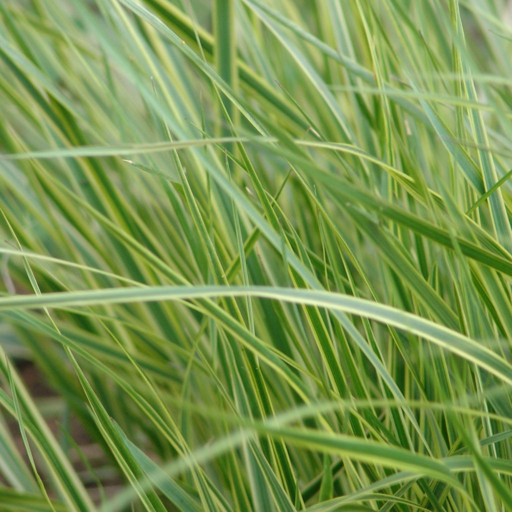 Calamagrostis acutiflora Overdam