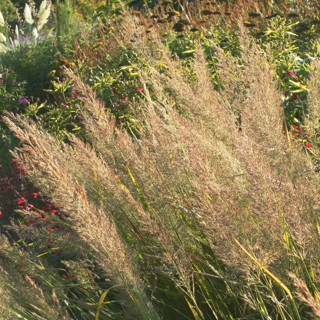 Calamagrostis brachytricha - Herbe aux diamants