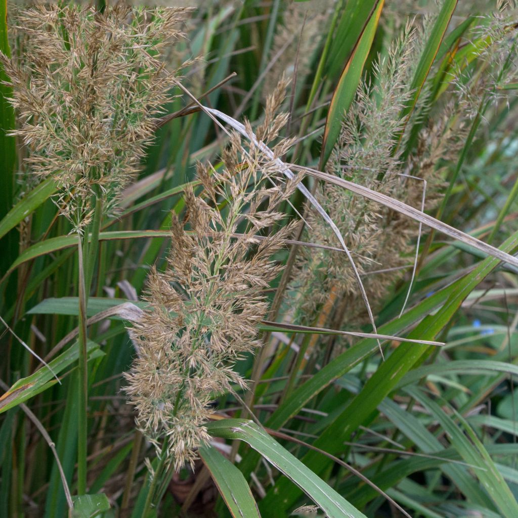 Calamagrostis brachytricha - Herbe aux diamants