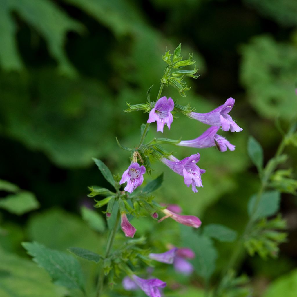 Calamintha grandiflora - Calamint