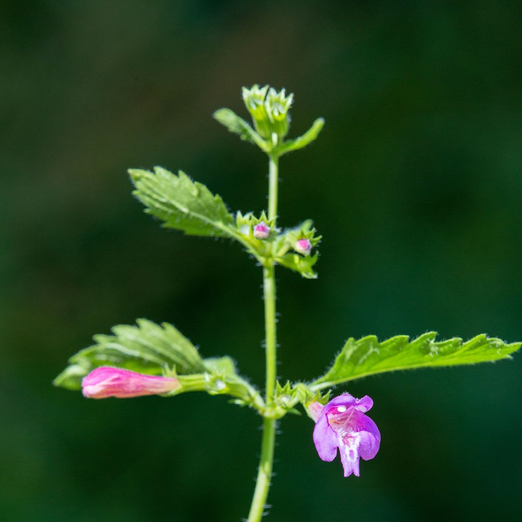 Calamintha grandiflora - Calamint