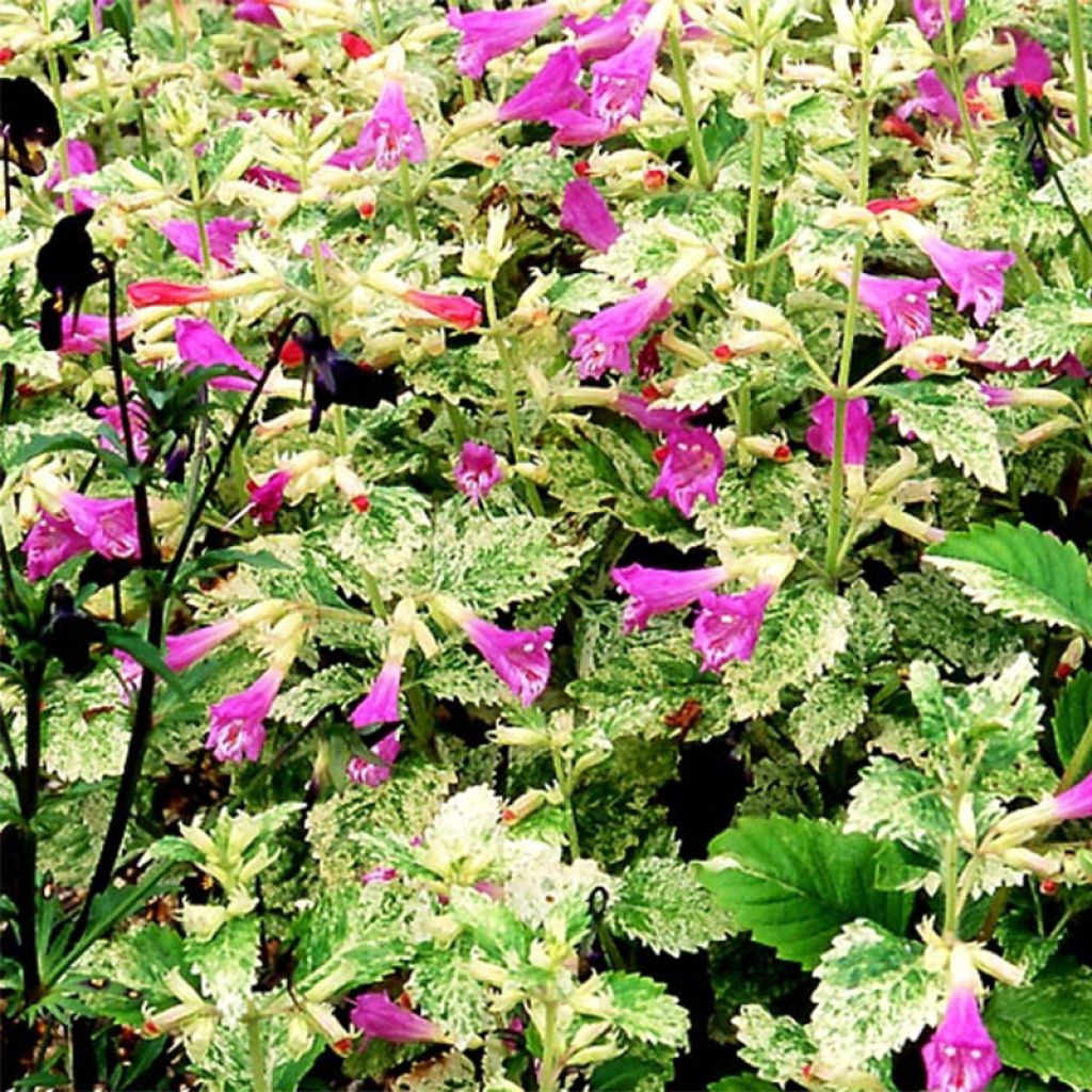 Calamintha grandiflora Variegata - Calament panaché