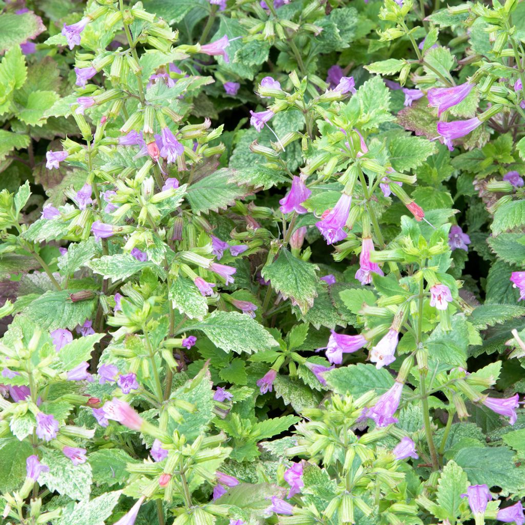 Calamintha grandiflora Variegata - Calamint