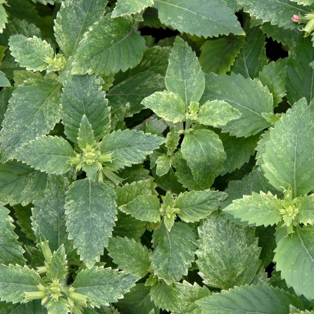 Calamintha grandiflora Variegata - Calamint