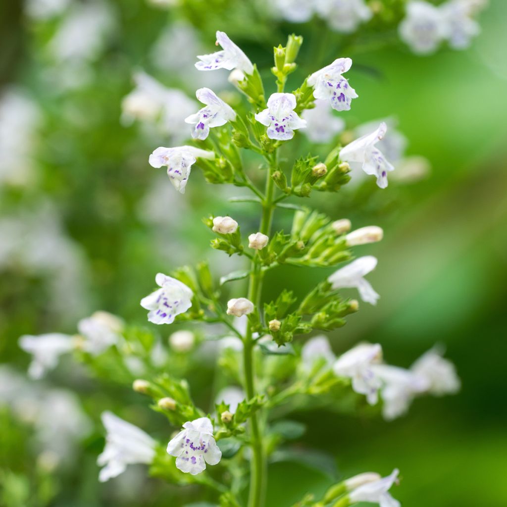 Calamintha nepeta - Calamint