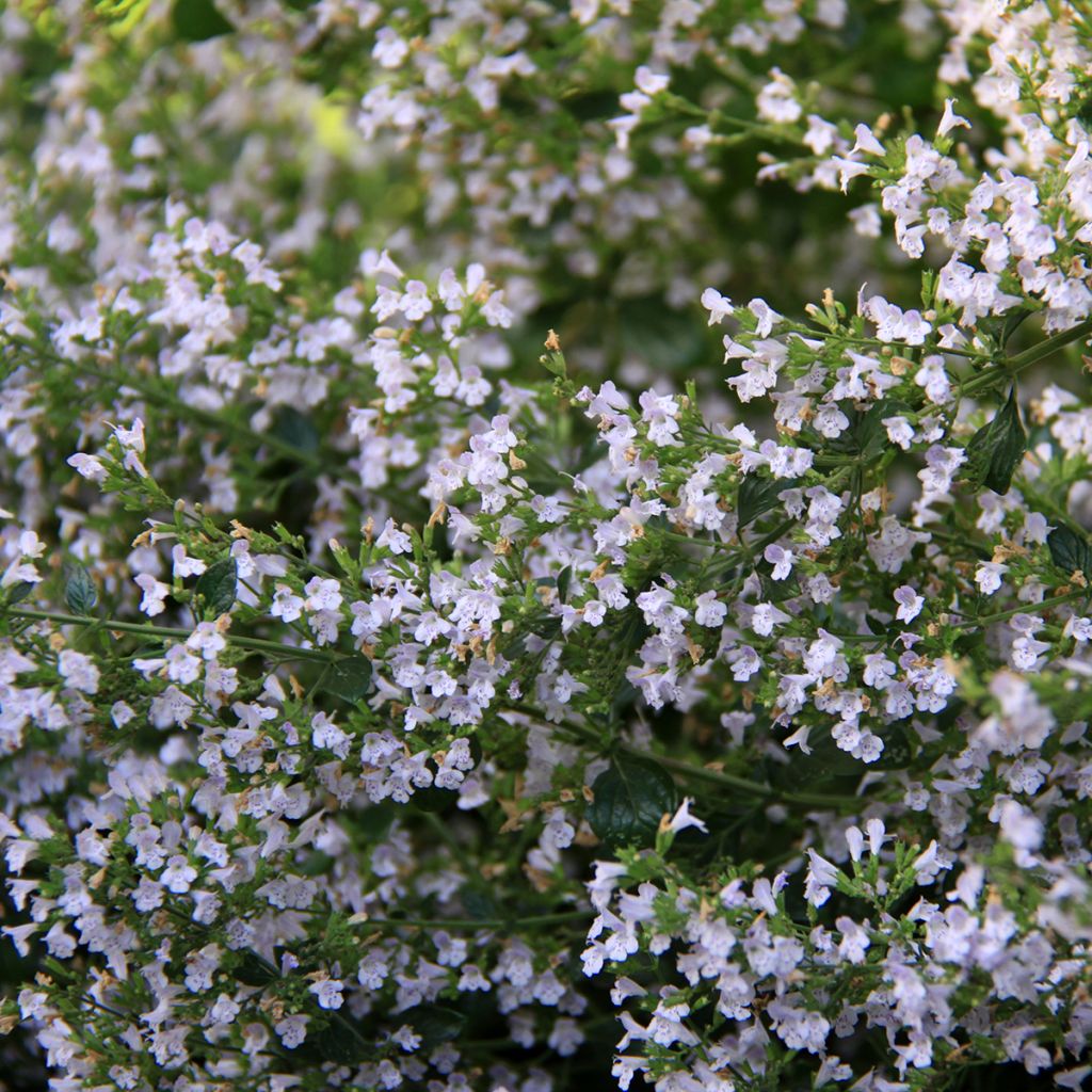 Calamintha nepeta - Calamint